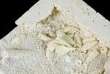 Bargain, Fossil Crab (Potamon) Preserved in Travertine - Turkey #145062-4
